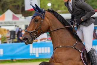 A horse with a brown coat and a rider dressed in a jacket and white riding pants. The horse is wearing a blue ear bonnet and bridle. In the background, there is an outdoor setting with blurred figures and a blue barrier.
