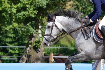 A horse and rider are captured mid-jump in an equestrian event, surrounded by lush green foliage. The horse is gray and muscular, adorned with a bridle, while the rider is dressed in a navy jacket and white breeches.