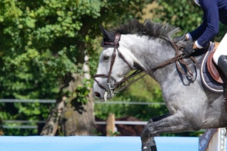 A dynamic photo of a rider and horse in mid-jump during an equestrian event at Aragon Stable.
