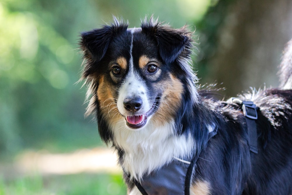 black white and brown long coated dog