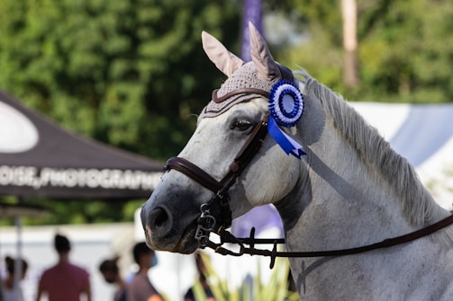 A close-up of a horse wearing decorative ear covers and a bridle, adorned with a blue ribbon indicating an award or participation in a competition. The background features blurred greenery and the outlines of people and a tent, suggesting an outdoor event.