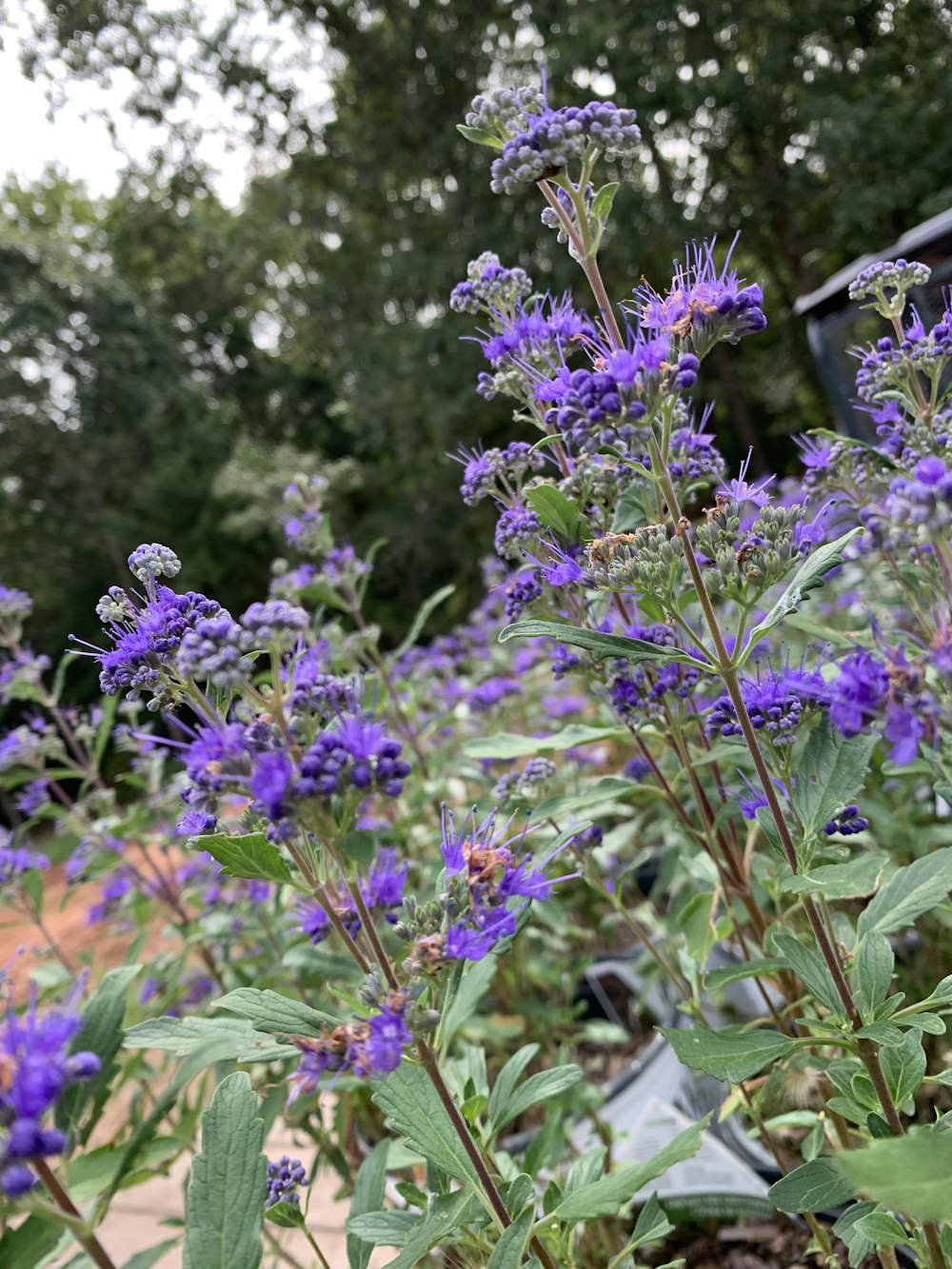 purple flower with green leaves