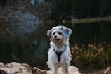 A small, fluffy dog with white and gray fur stands on a rocky surface near a serene lake. The dog is wearing a harness and has a friendly, happy expression with its tongue out. In the background, there are dense trees and a rocky hill reflecting in the calm water.