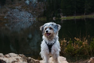 A small, fluffy dog with white and gray fur stands on a rocky surface near a serene lake. The dog is wearing a harness and has a friendly, happy expression with its tongue out. In the background, there are dense trees and a rocky hill reflecting in the calm water.