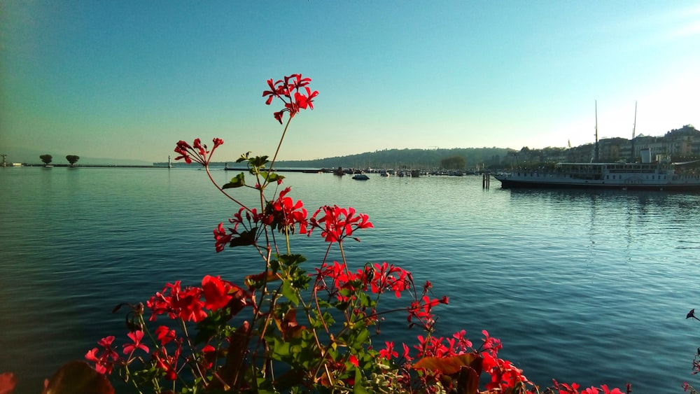 red flowers near body of water during daytime