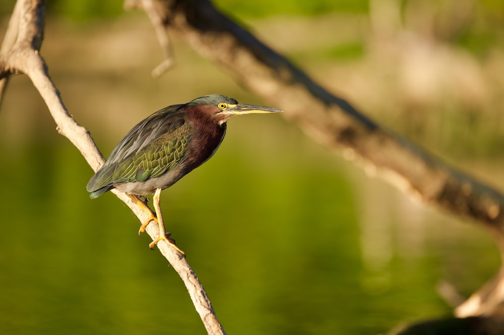 green and brown bird on brown tree branch