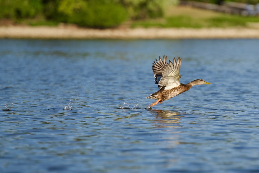 black and white bird on water during daytime