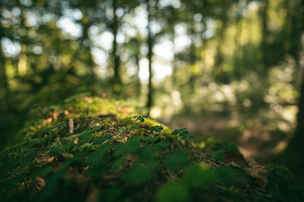 green grass in tilt shift lens