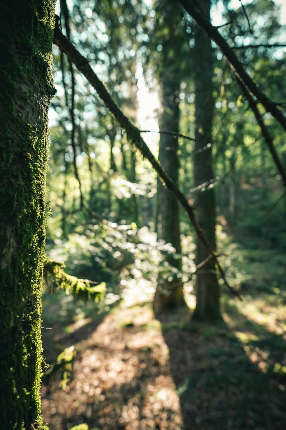 green moss on brown tree trunk