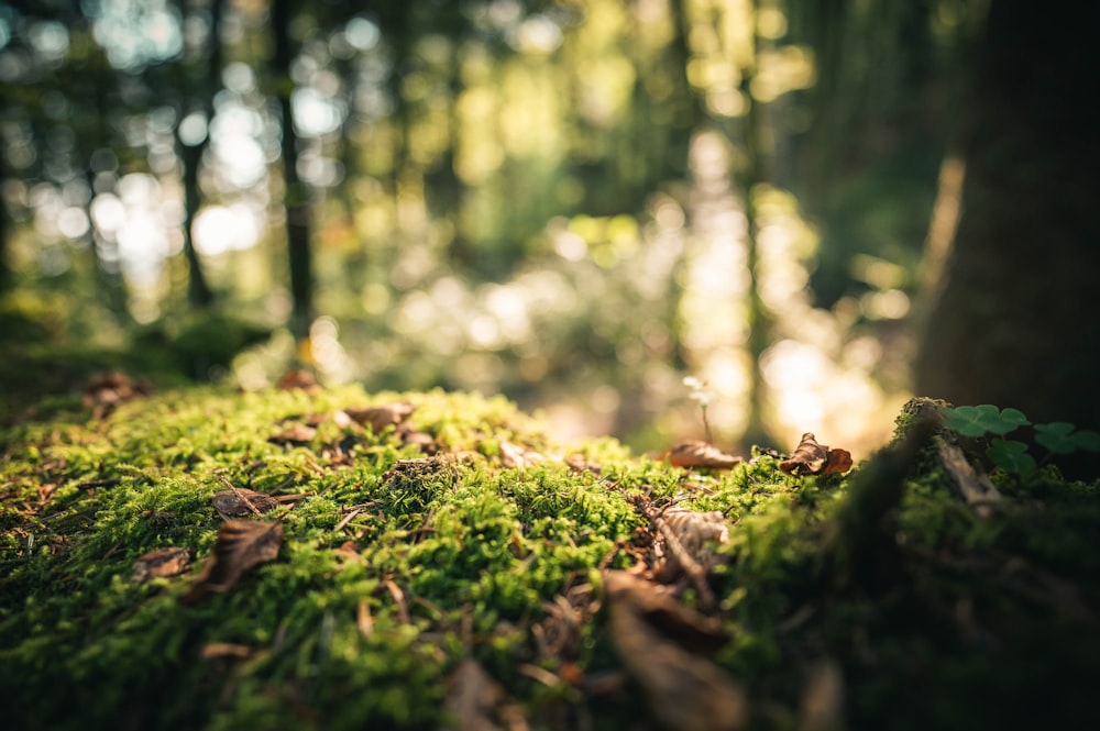 green grass in tilt shift lens