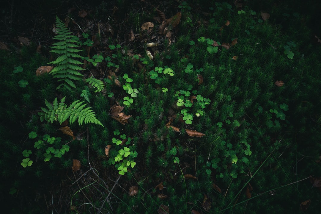 green leaves on brown soil