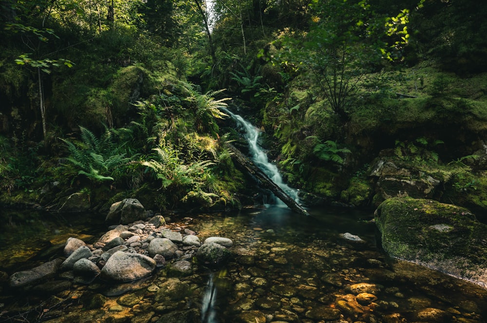 green trees and river during daytime