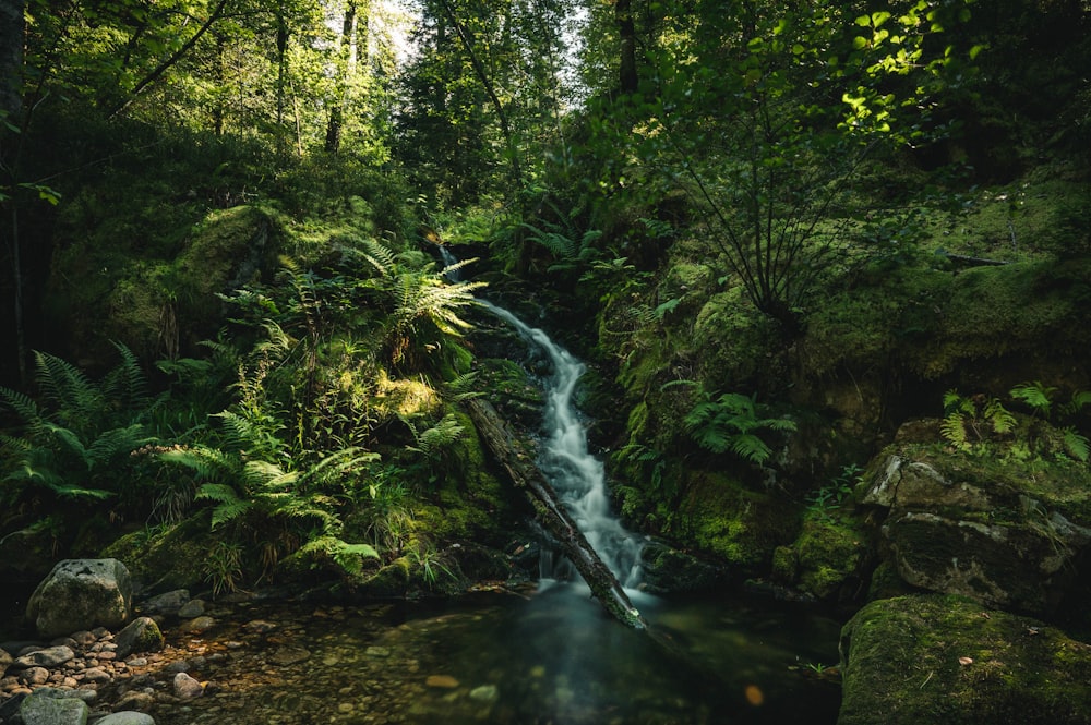 green trees beside river during daytime