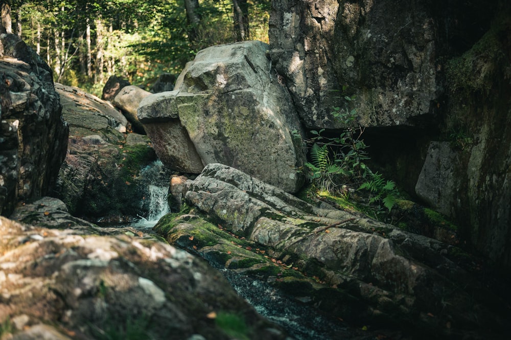 gray rock formation near green trees during daytime