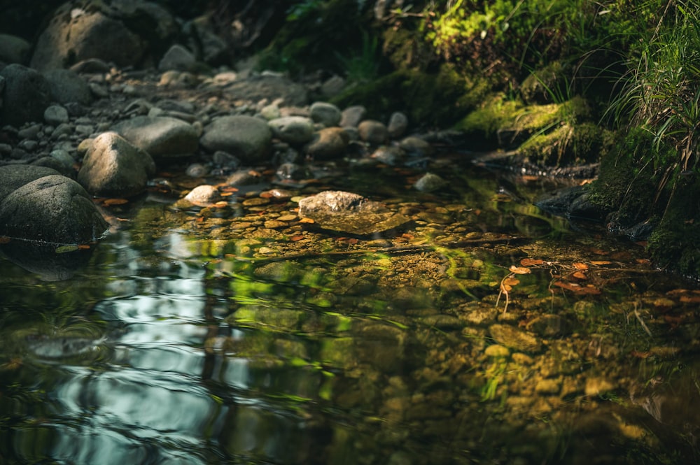 green moss on rocks on water