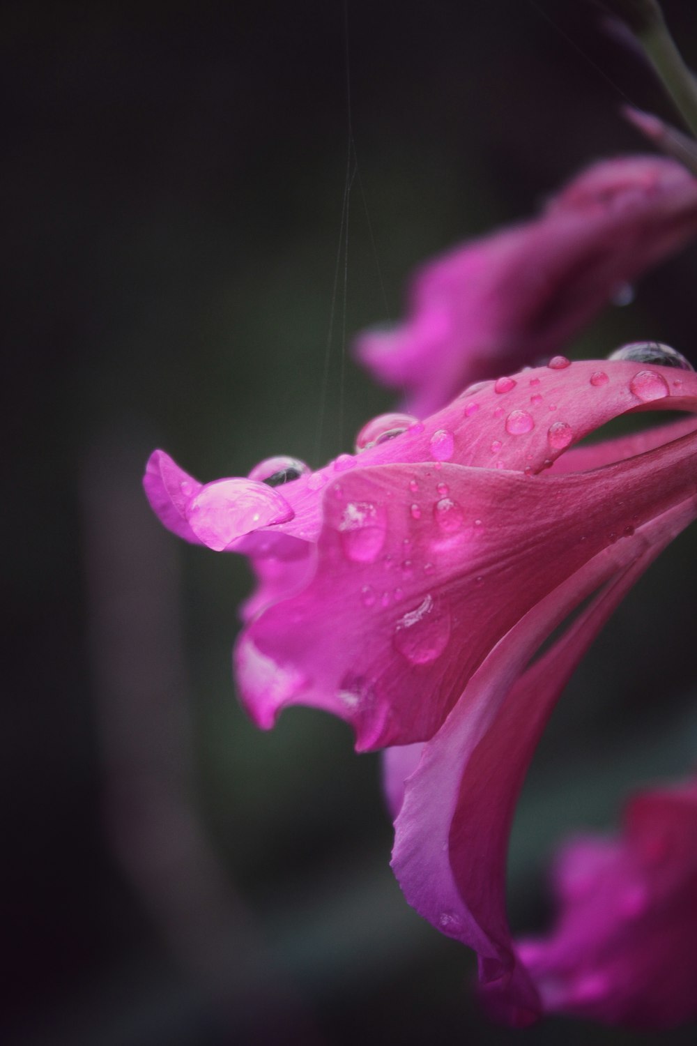 pink flower with water droplets