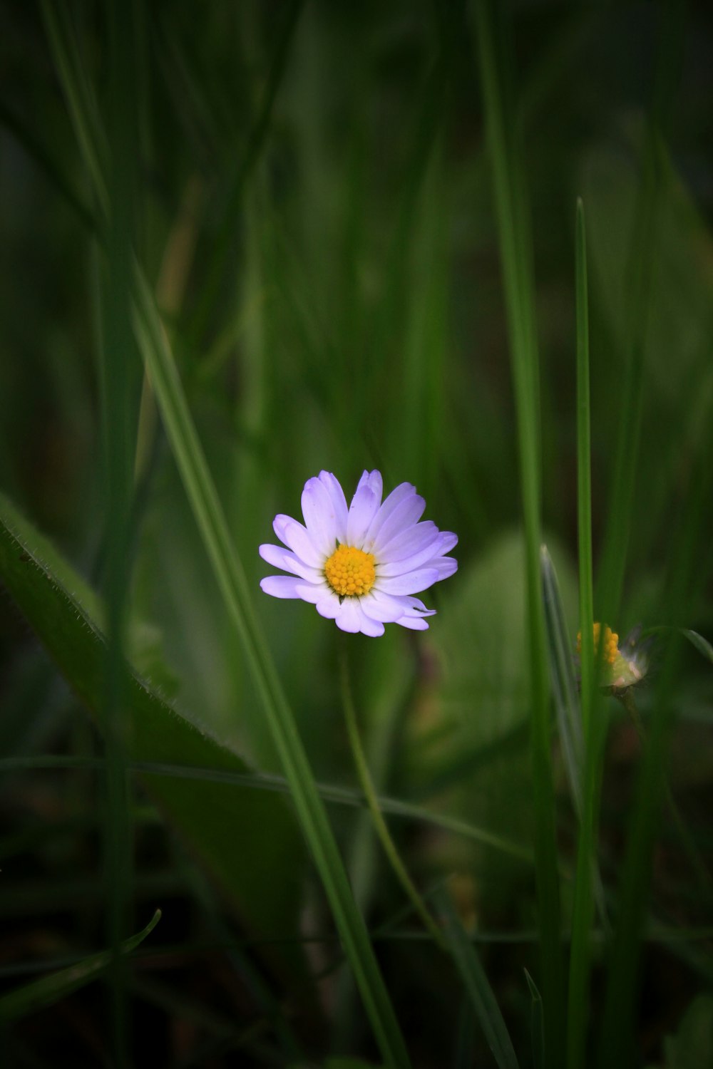 purple flower in green grass field