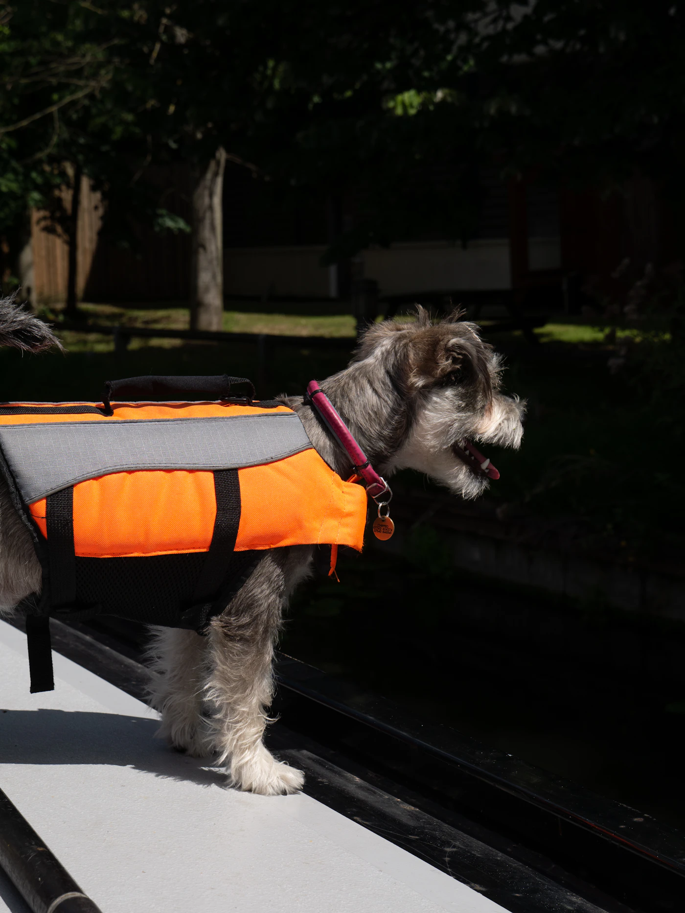 A black and white dog wearing a fitted orange and black working harness stands alert outdoors