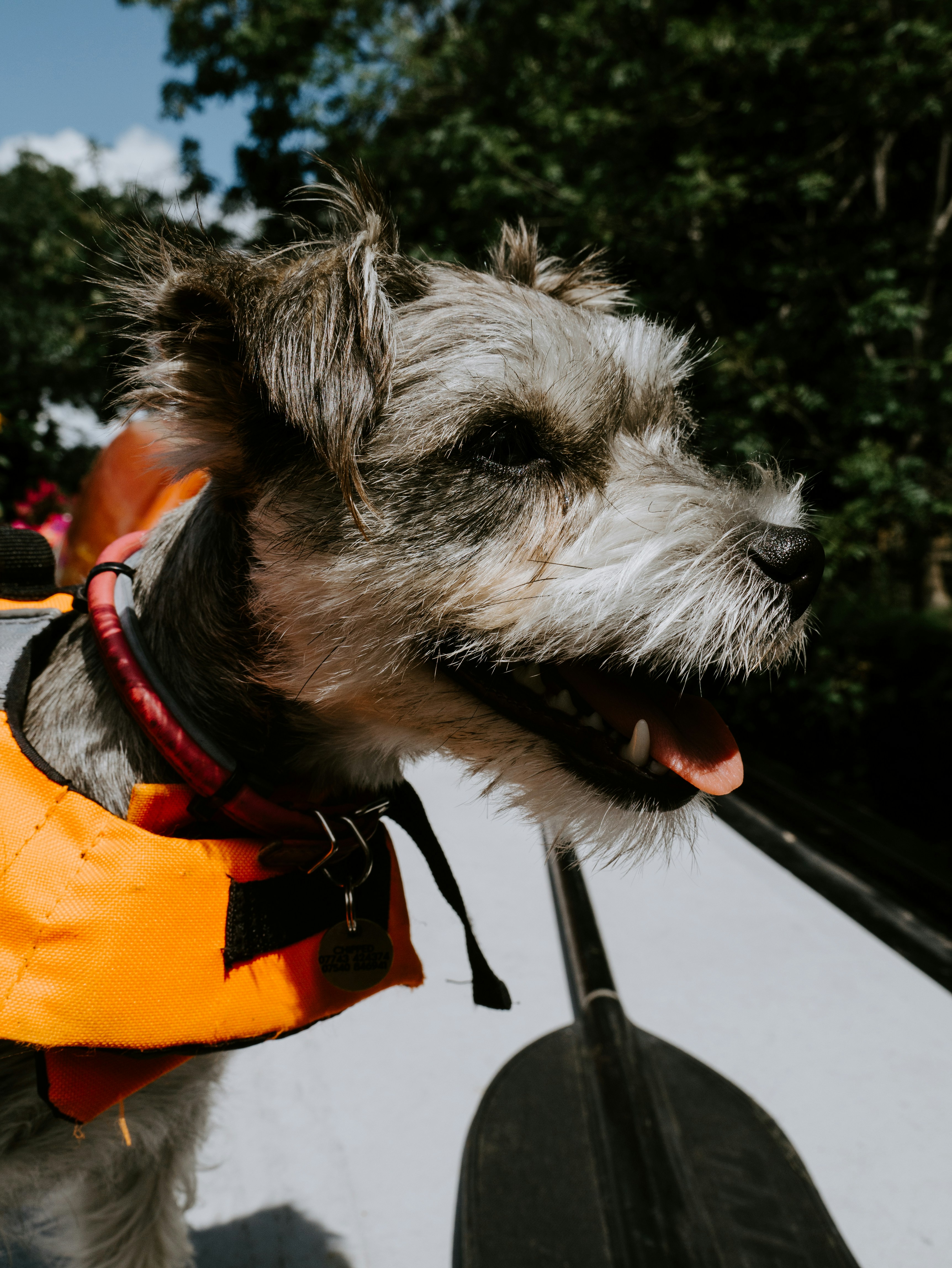 dog life jacket