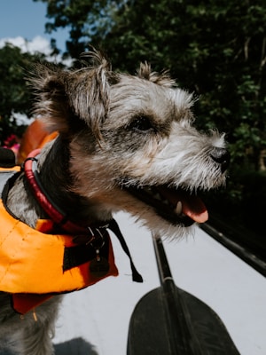 A small dog with a scruffy gray and white coat wearing an orange life jacket is sitting on what seems to be a boat. The dog has its mouth open, possibly panting, and a red collar around its neck. The background consists of green foliage and a clear blue sky.