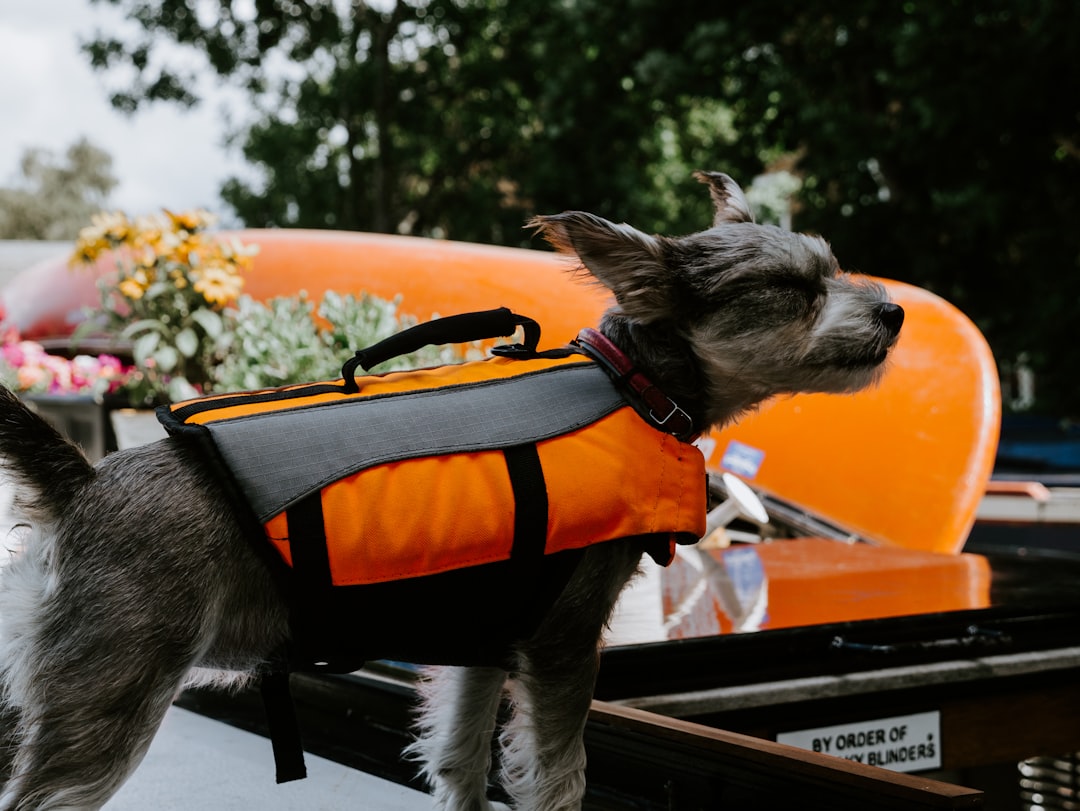 gray and white long coated small dog with orange and black backpack