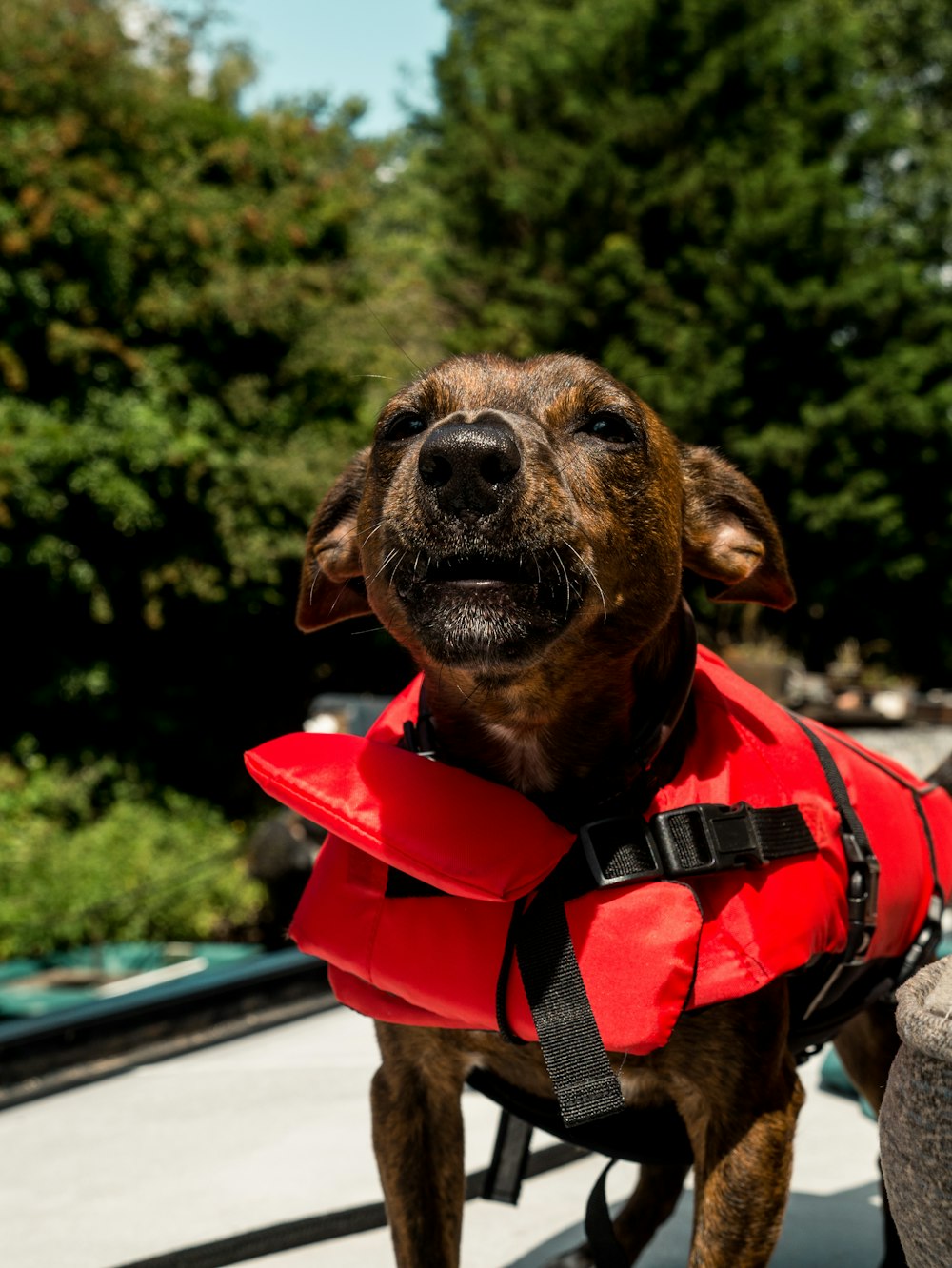 brown short coated dog wearing red and black vest