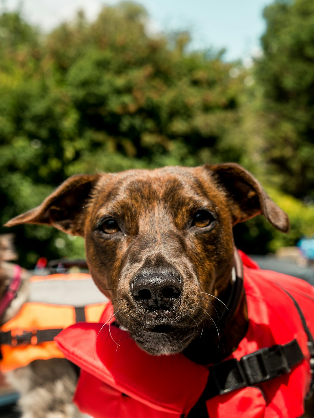 brown short coated dog wearing red and white striped shirt