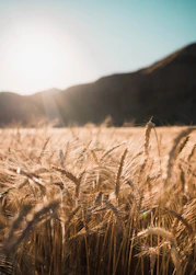 brown wheat field during daytime