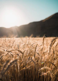 brown wheat field during daytime