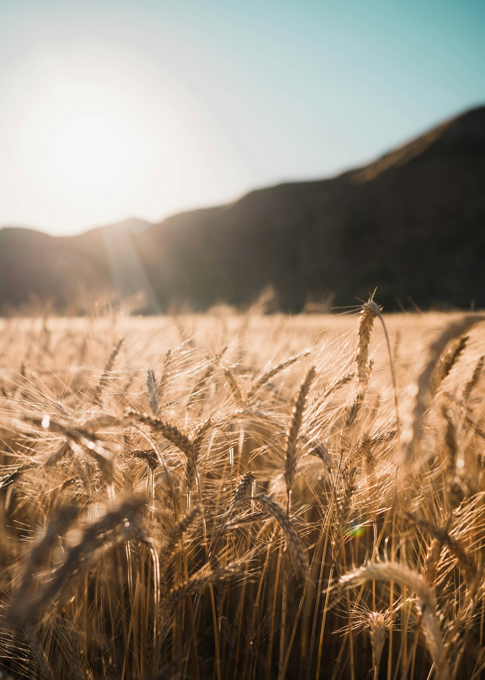 brown wheat field during daytime
