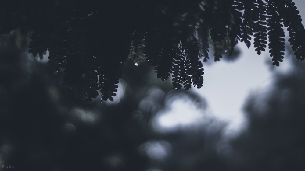 green pine tree in close up photography