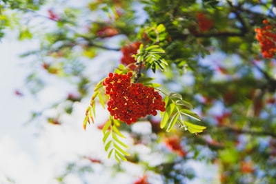 red round fruit in green leaves cranberries teams background