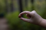 A hand is delicately holding a small, round nut between the thumb and index finger. The background is a blurred, lush, green forest, creating a tranquil and natural setting.