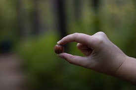 A hand is delicately holding a small, round nut between the thumb and index finger. The background is a blurred, lush, green forest, creating a tranquil and natural setting.