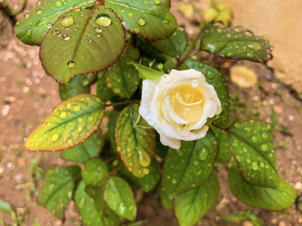 white rose in bloom during daytime