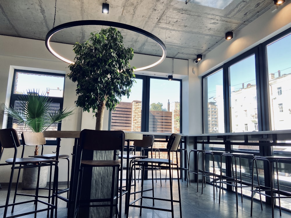 green tree in a restaurant