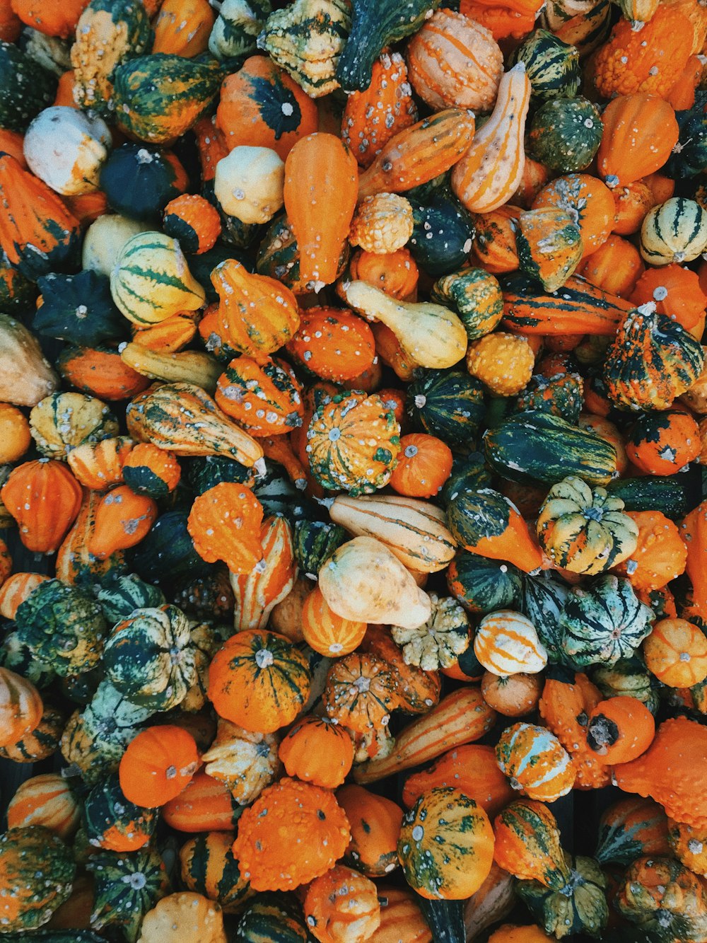 white and orange pumpkin lot