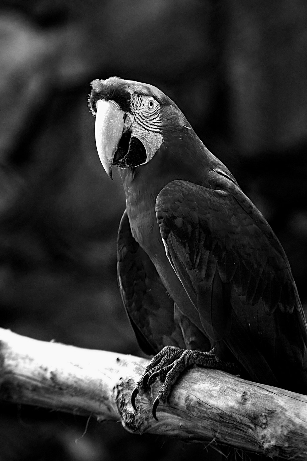 grayscale photo of parrot on tree branch