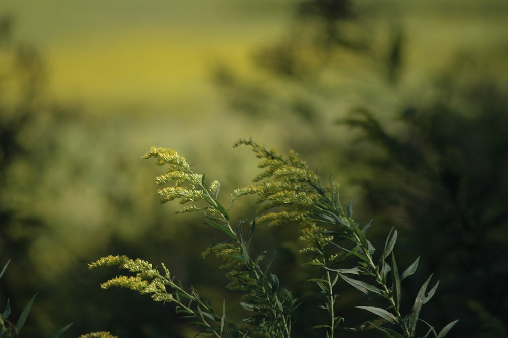 green grass in close up photography