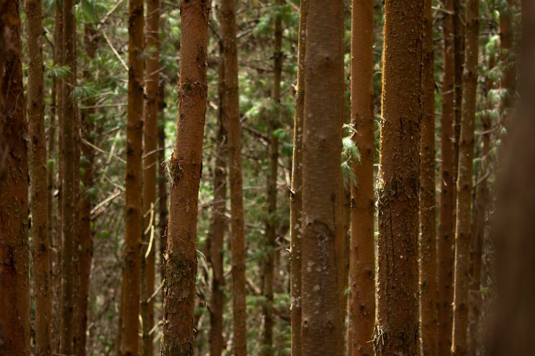 Forest photo spot Kodaikanal Kulamavu