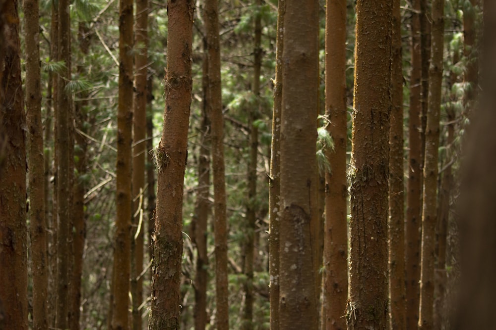 brown trees in forest during daytime