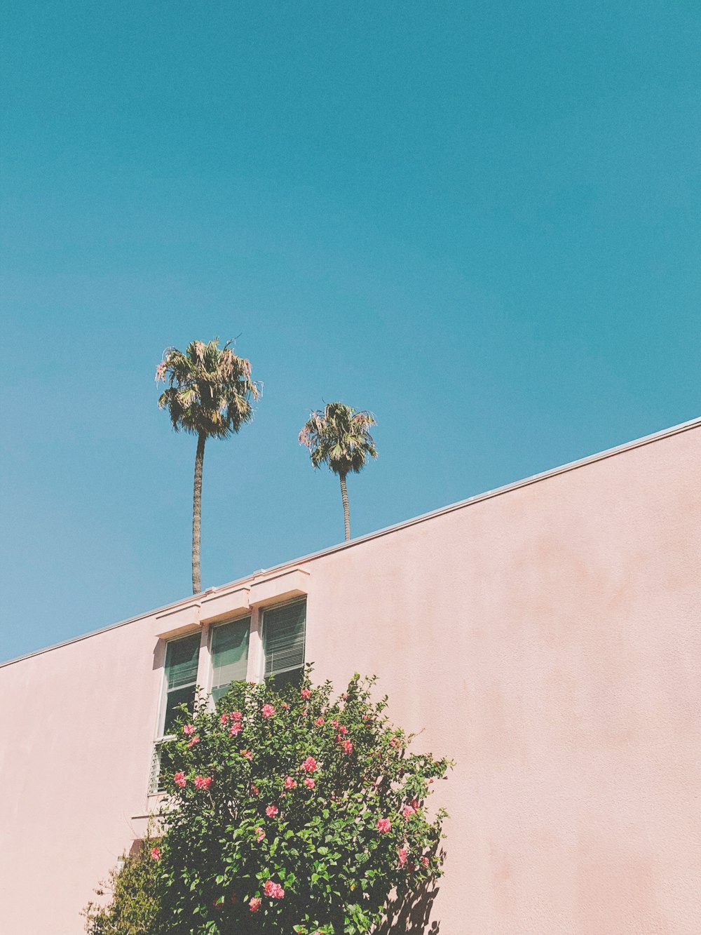 green palm tree beside white concrete building