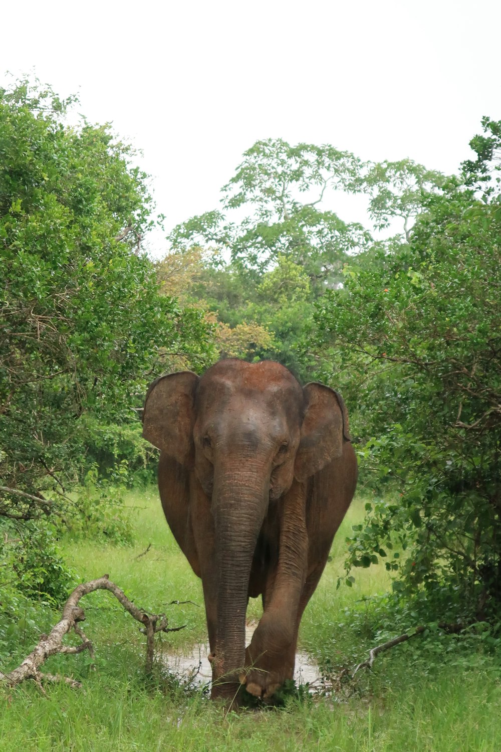 brown elephant on green grass field during daytime