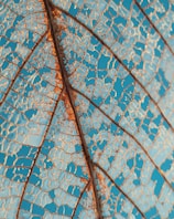 Close-up of a delicate cyanotype leaf print showing intricate veins.