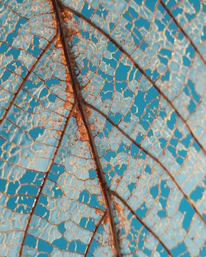 Close-up of a delicate cyanotype leaf print showing intricate veins.