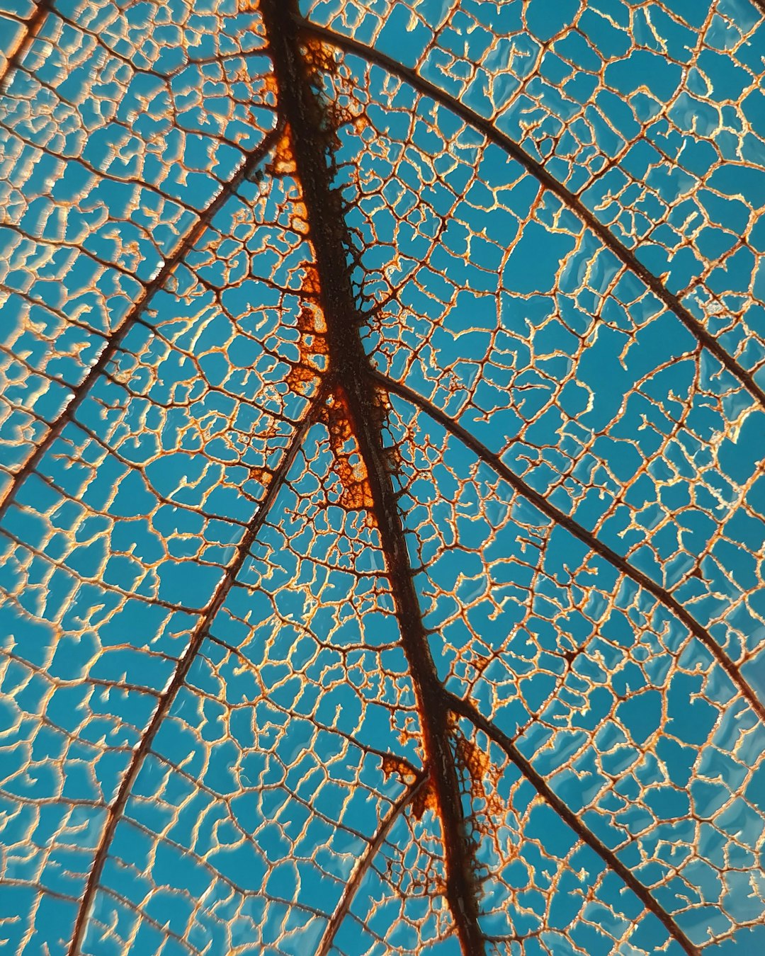 brown bare tree under blue sky during daytime