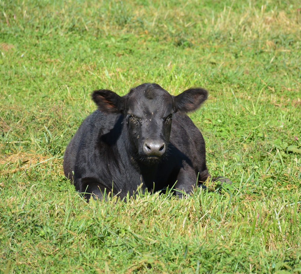 black cow on green grass field during daytime