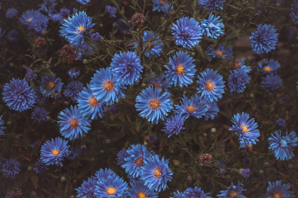 purple and white flowers in bloom