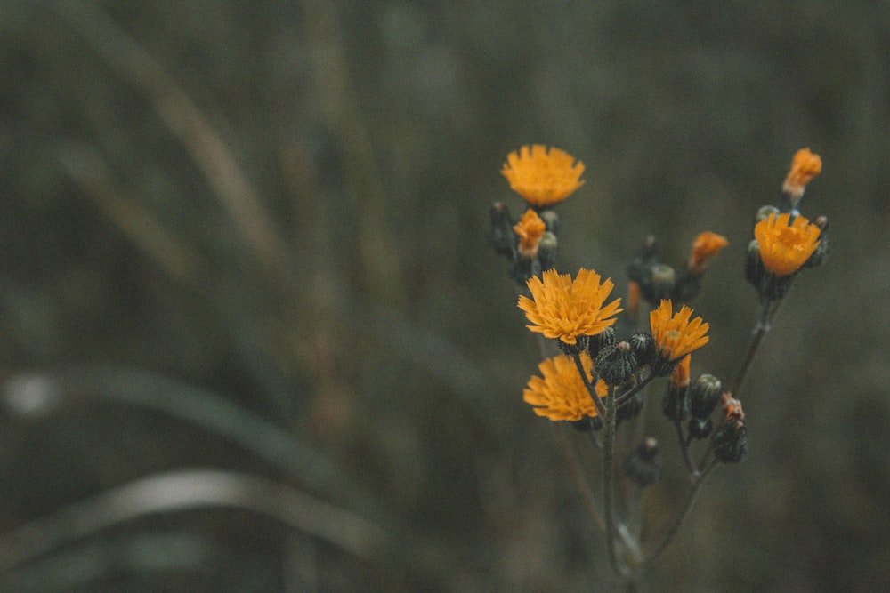 yellow flower in tilt shift lens