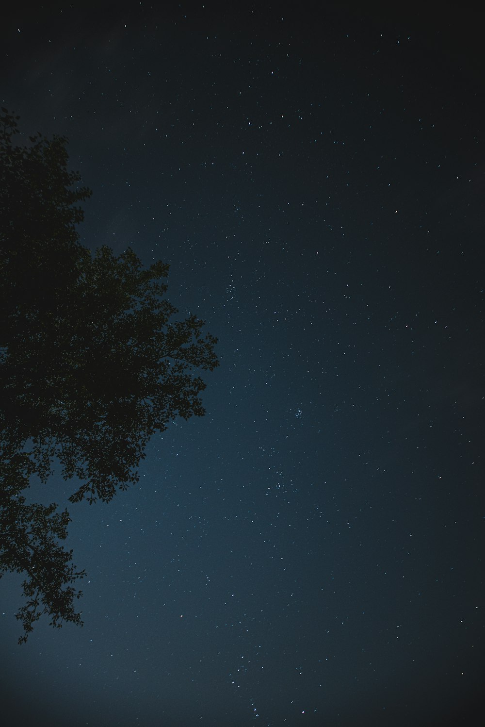 green tree under blue sky during night time